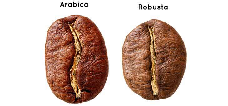 Arabica og Robusta kaffebønner