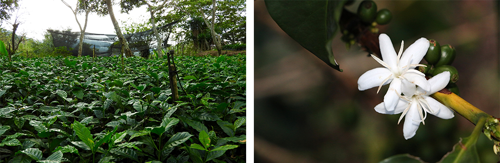 Guatemala kaffeplantage og kaffeblomst