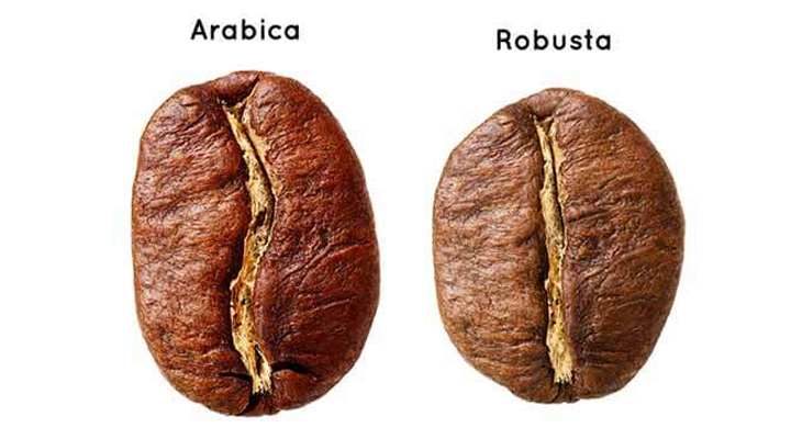 Arabica og Robusta