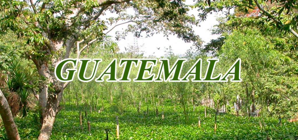 Kaffeproducerende lande: Guatemala