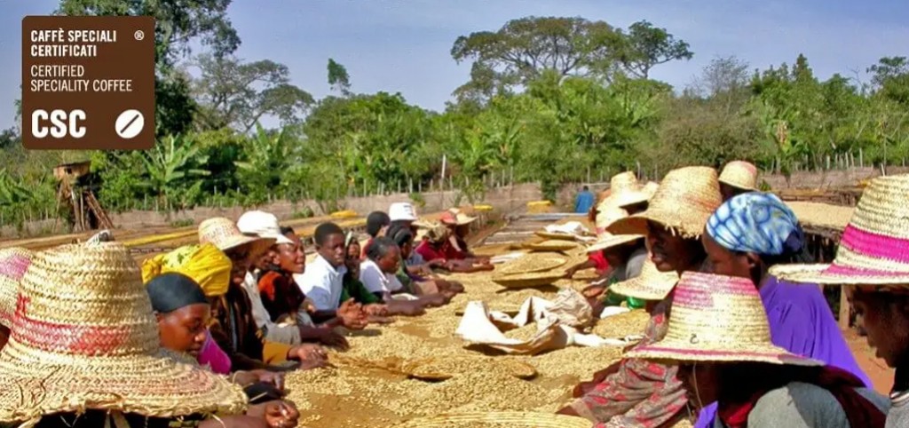 Hvad er speciality coffee (CSC)