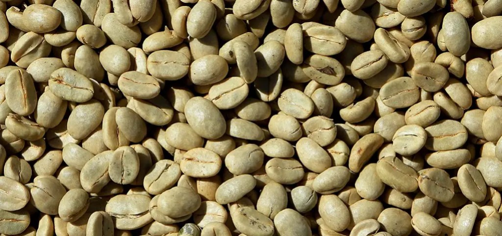 Grønne kaffebønner - Hvorfor er kaffebønnerne grønne og hvordan skal de ristes?