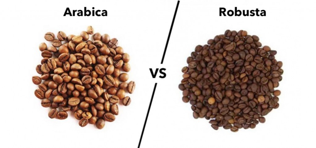 Arabica og Robusta - Hvad er forskellen?