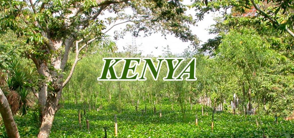 Kaffeproducerende lande: Kenya