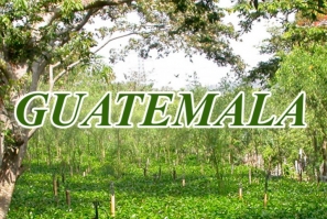Kaffeproducerende lande: Guatemala
