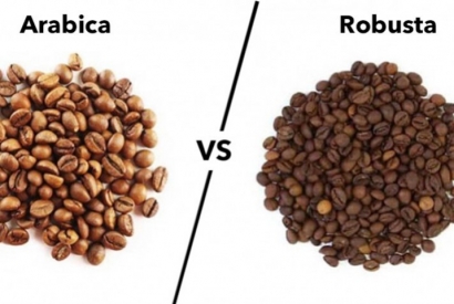Arabica og Robusta - Hvad er forskellen? 