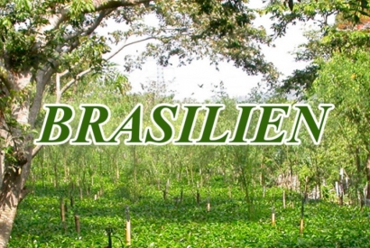 Kaffeproducerende lande: Brasilien