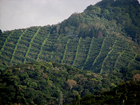 Finca Santa Teresa