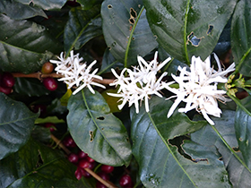 kaffeplante i blomst