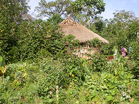 Kenya kaffe
