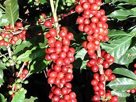 Kaffe frugt